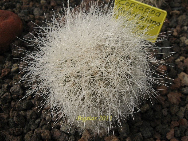 Copiapoa krainziana 