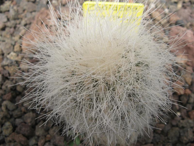 Copiapoa krainziana 