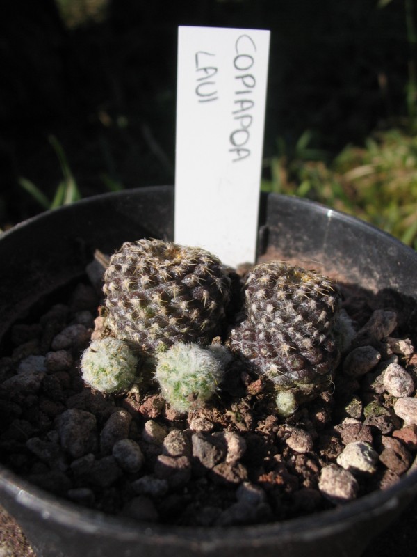 Copiapoa laui 