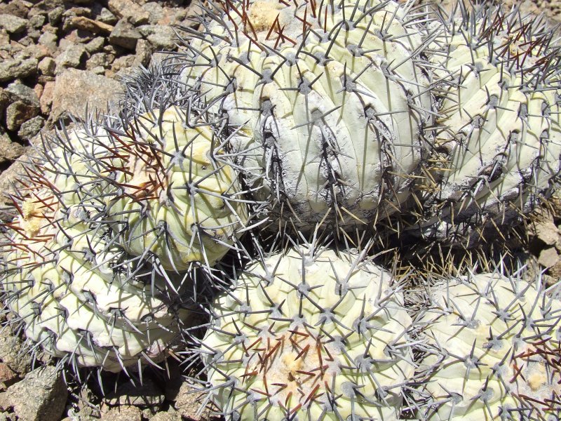 Copiapoa longistaminea 