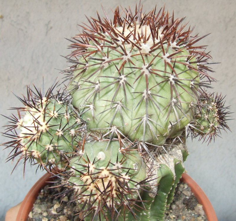 Copiapoa longistaminea 