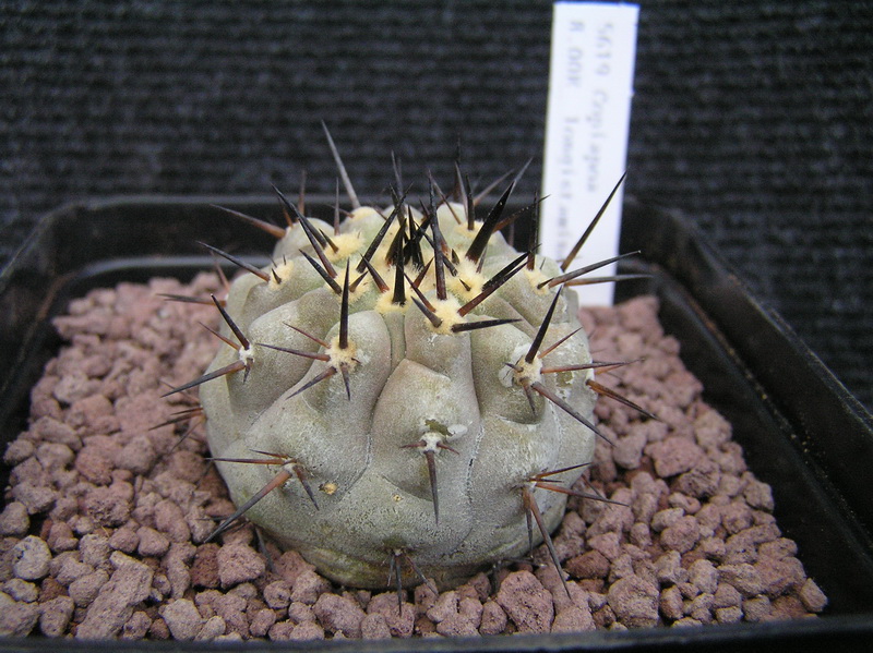 Copiapoa longistaminea 