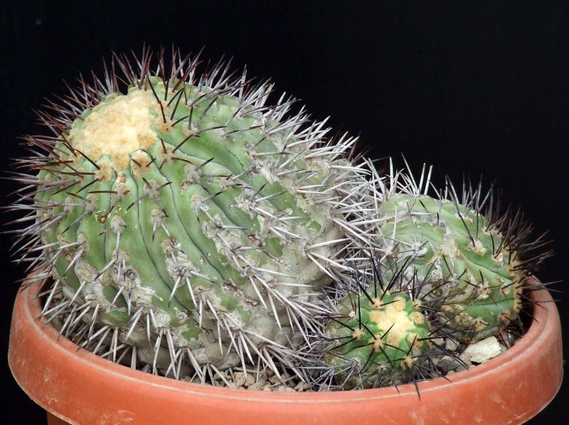 Copiapoa longistaminea 