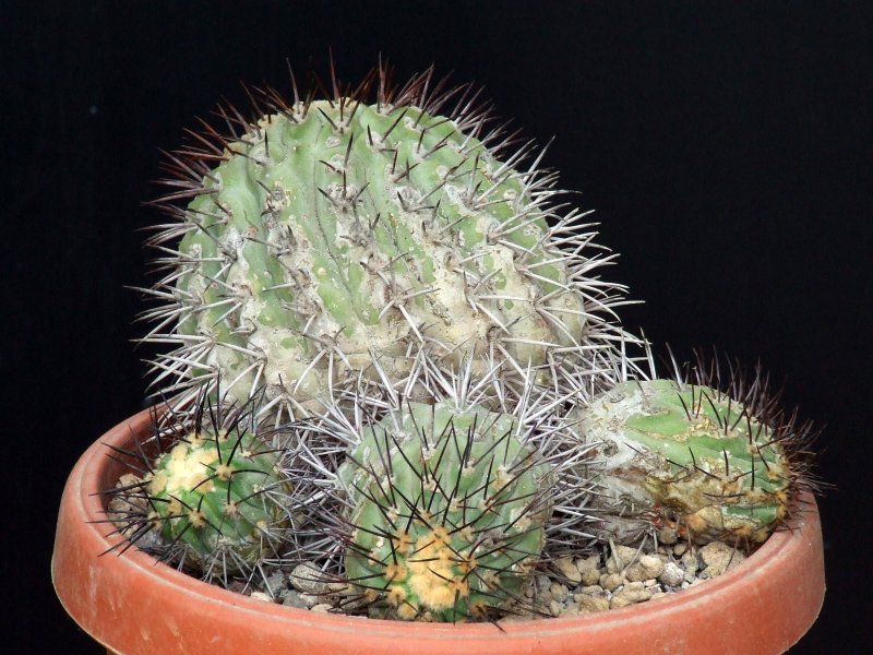 Copiapoa longistaminea 