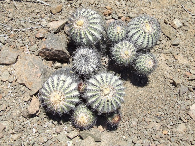 Copiapoa longistaminea 