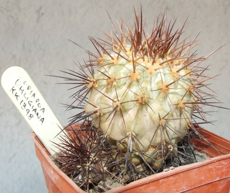 Copiapoa longistaminea 