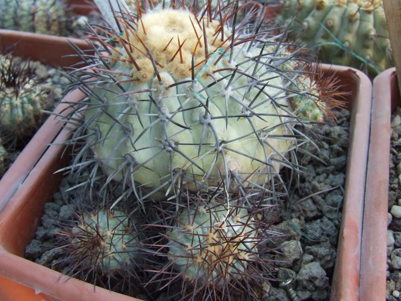 Copiapoa longistaminea 