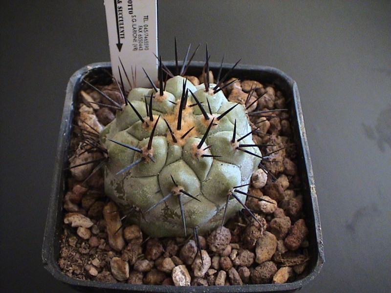 Copiapoa longistaminea 