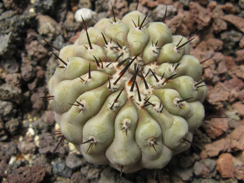 Copiapoa longistaminea 