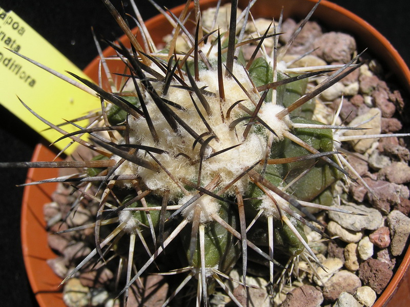 Copiapoa marginata 