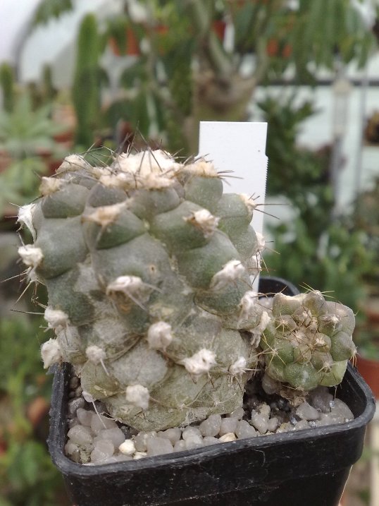 Copiapoa mollicula 