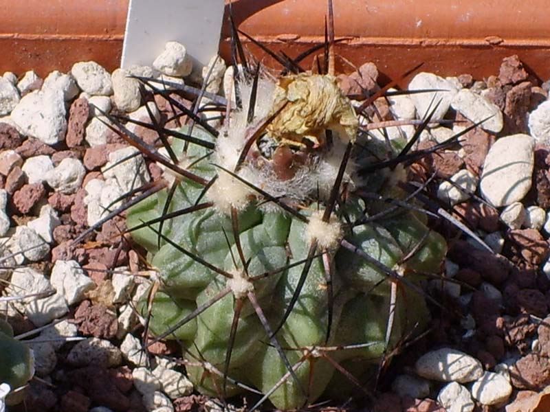 Copiapoa mollicula 