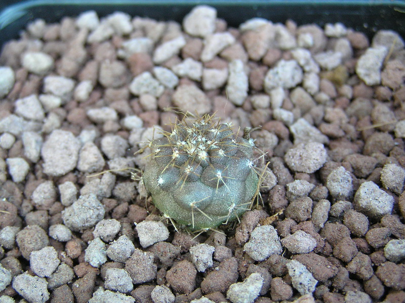 Copiapoa mollicula 