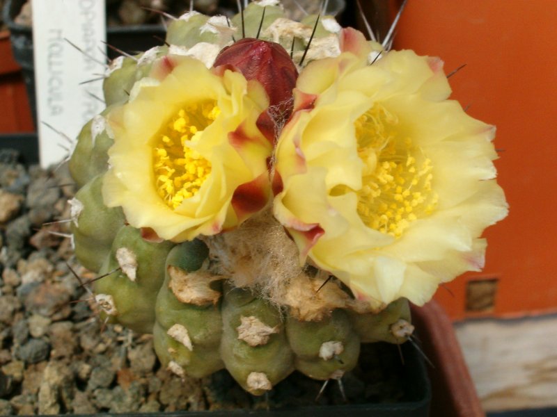 Copiapoa mollicula 