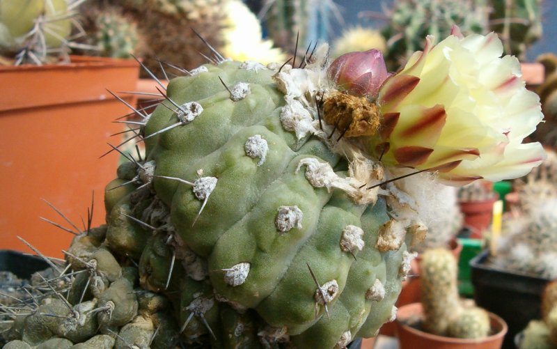 Copiapoa mollicula 