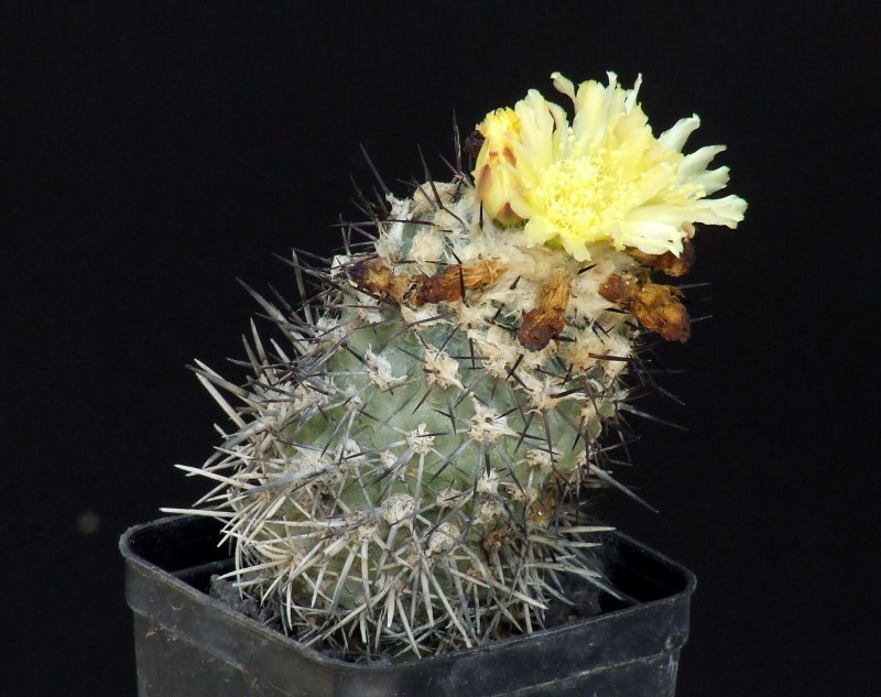 Copiapoa montana 