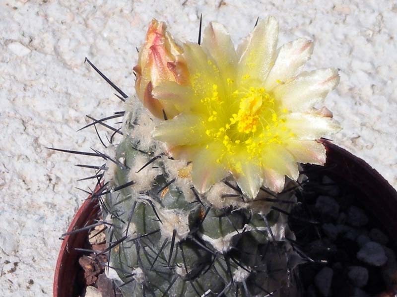 Copiapoa montana 