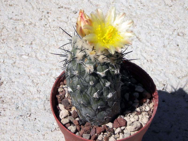 Copiapoa montana 