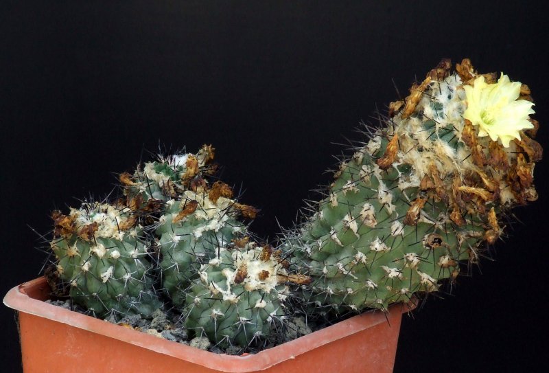 Copiapoa montana 