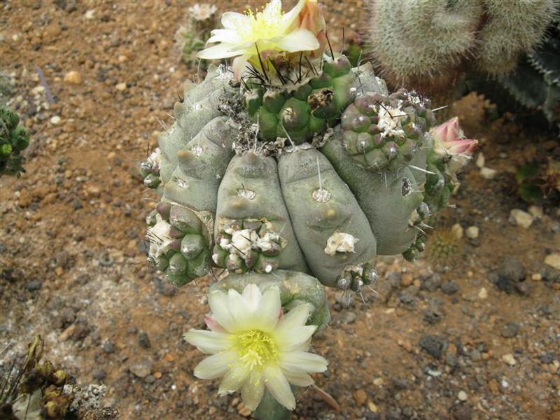 Copiapoa montana f. monstruosa 