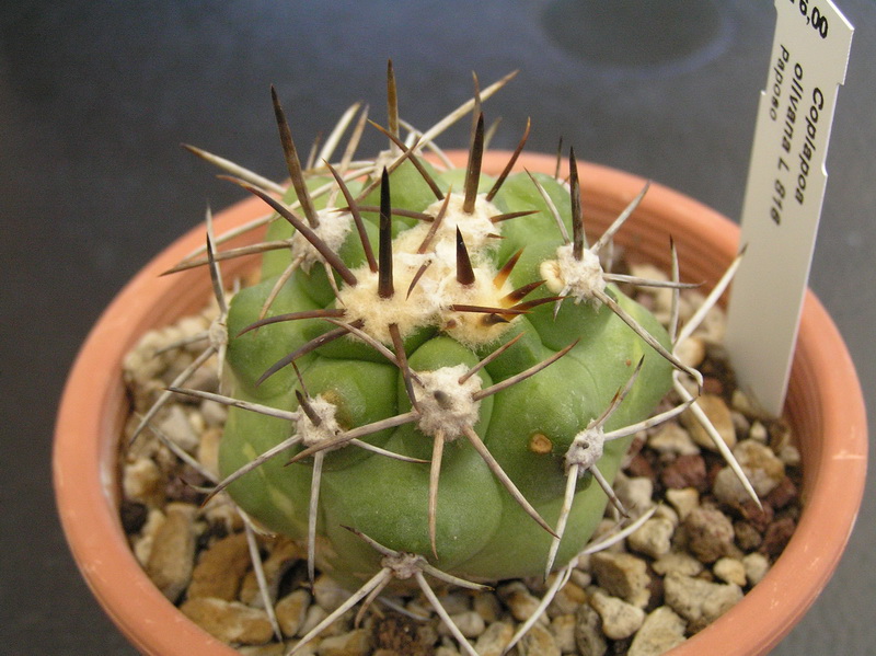 Copiapoa olivana L 818