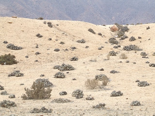 Copiapoa cinerascens 