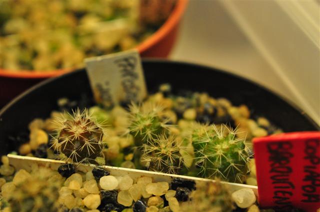 Copiapoa paposoensis 