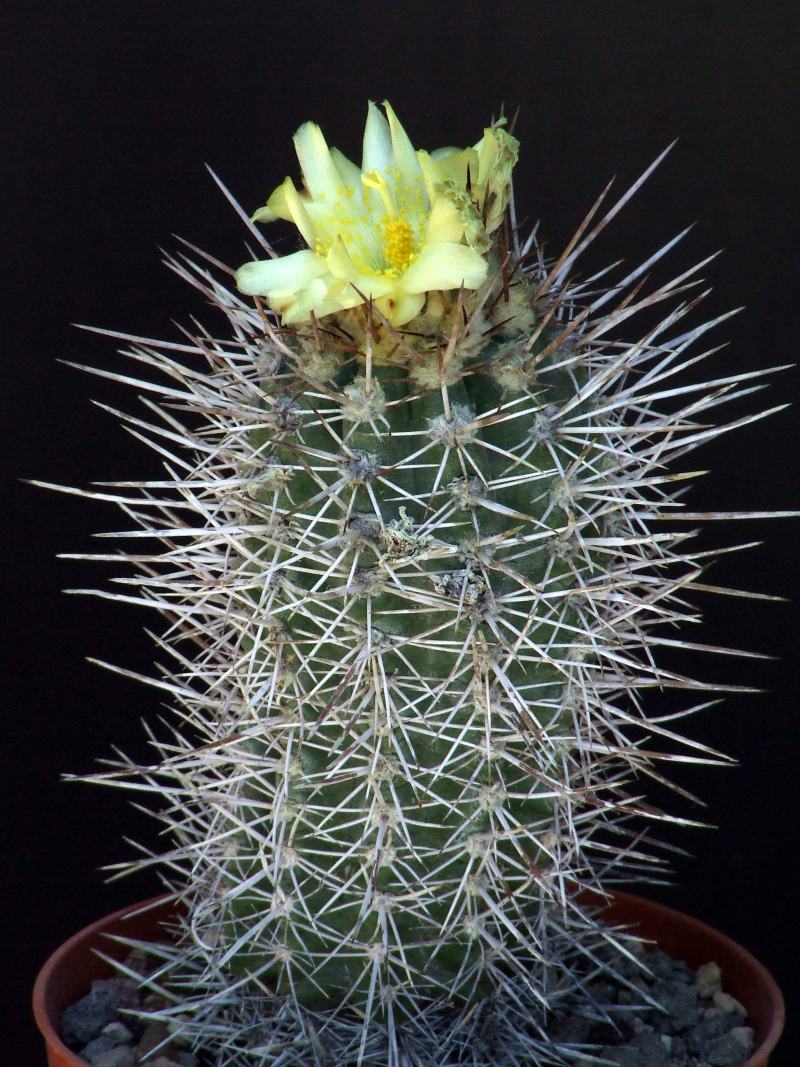 Copiapoa pseudocoquimbana 