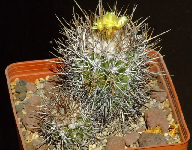 Copiapoa pseudocoquimbana 