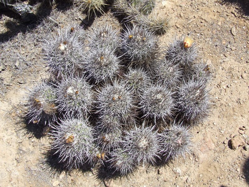 Copiapoa pseudocoquimbana 