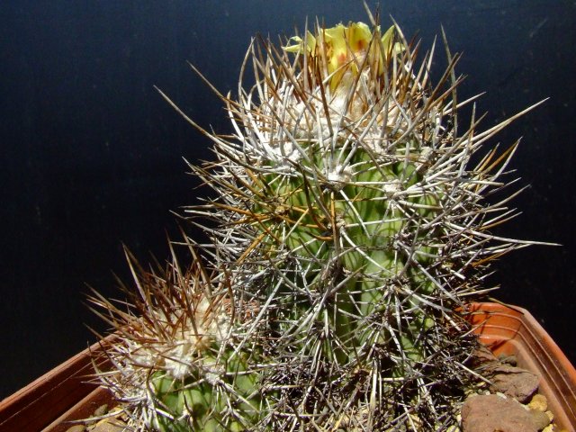 Copiapoa pseudocoquimbana 