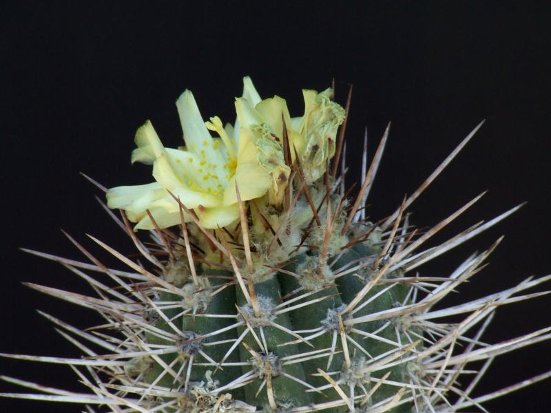 Copiapoa pseudocoquimbana 