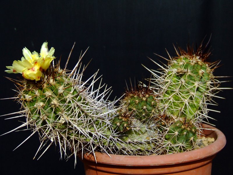 Copiapoa pseudocoquimbana 