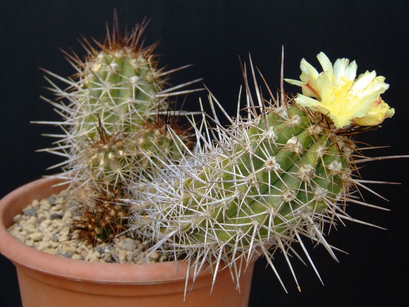 Copiapoa pseudocoquimbana 