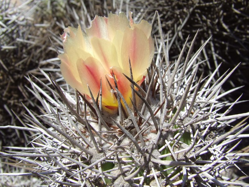 Copiapoa pseudocoquimbana 