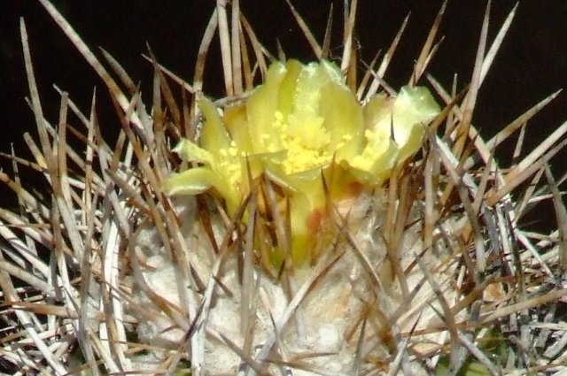 Copiapoa pseudocoquimbana 