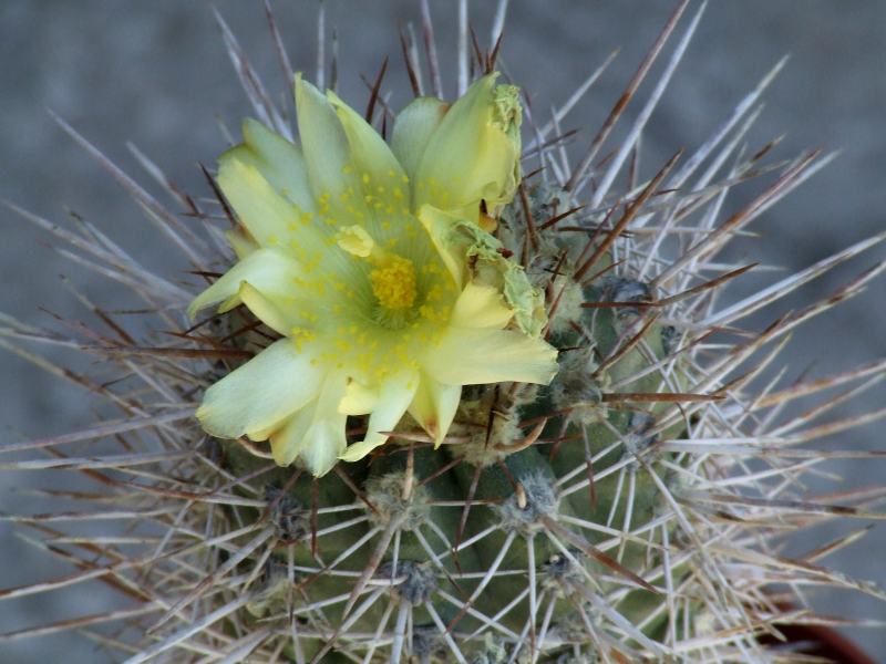 Copiapoa pseudocoquimbana 