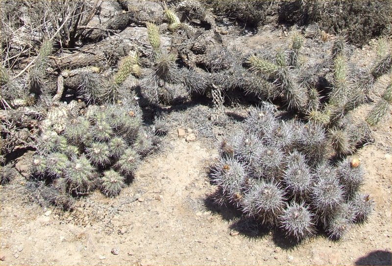 Copiapoa pseudocoquimbana 