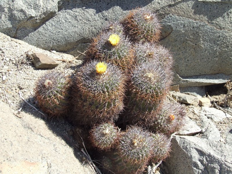 Copiapoa pseudocoquimbana 