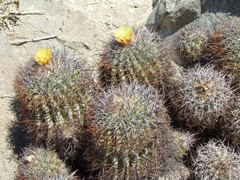 Copiapoa pseudocoquimbana 