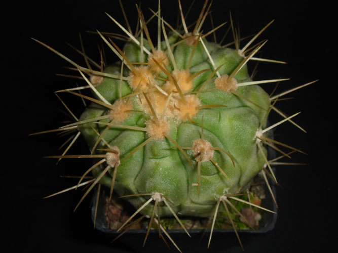 Copiapoa haseltoniana 