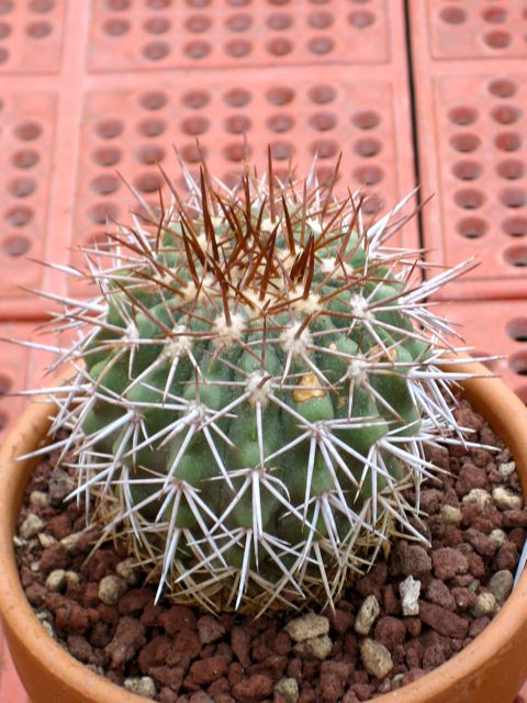 Copiapoa ? 
