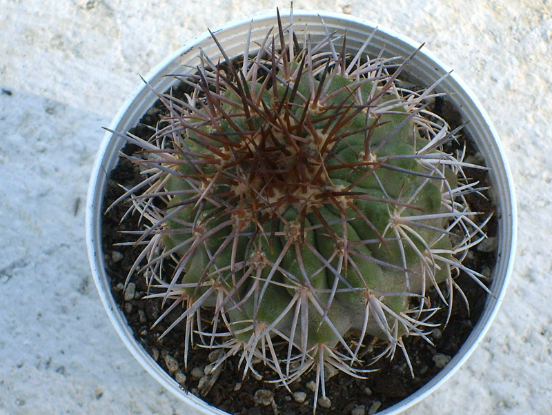 Copiapoa serpentisulcata 