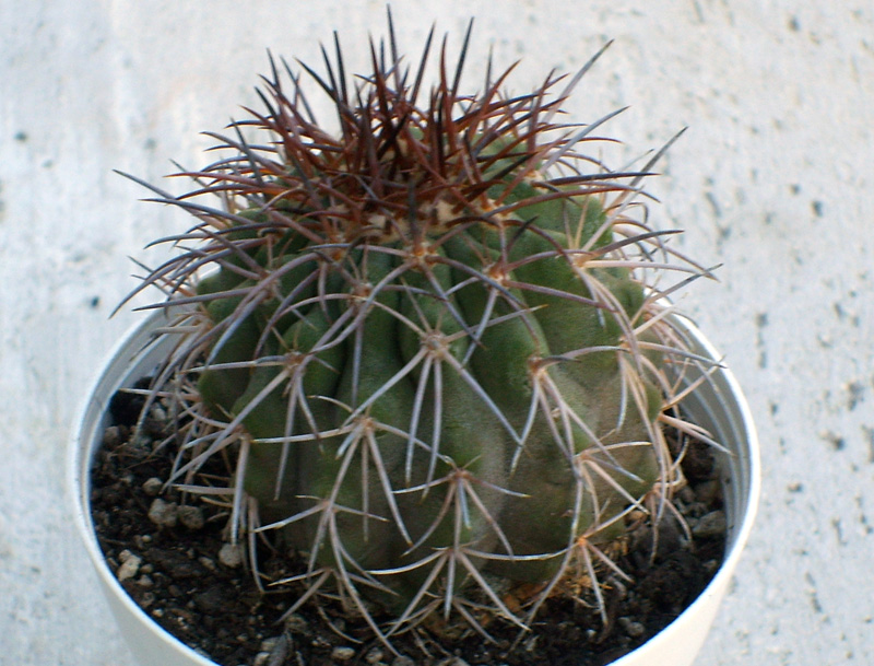 Copiapoa serpentisulcata 