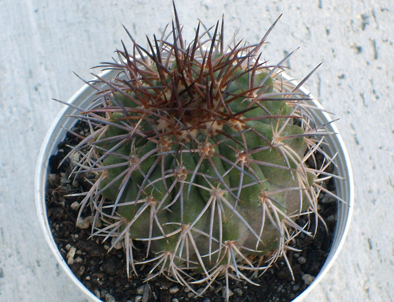 Copiapoa serpentisulcata 