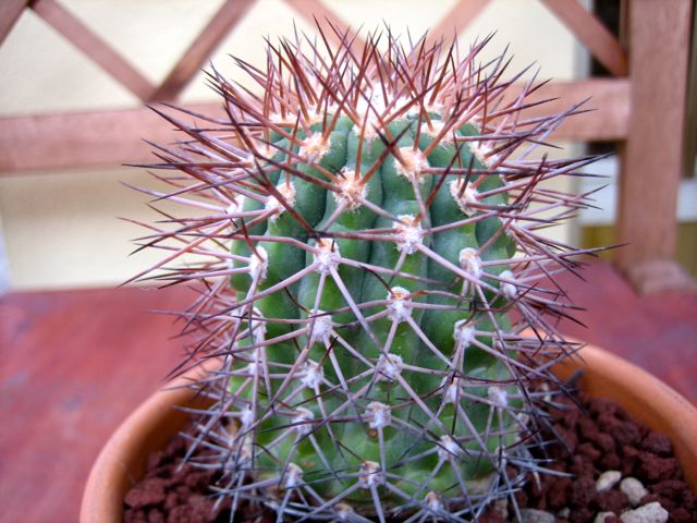Copiapoa ? 