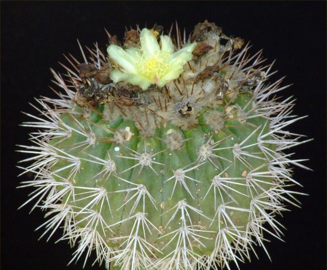 Copiapoa serpentisulcata 