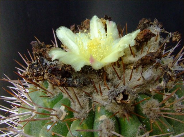 Copiapoa serpentisulcata 