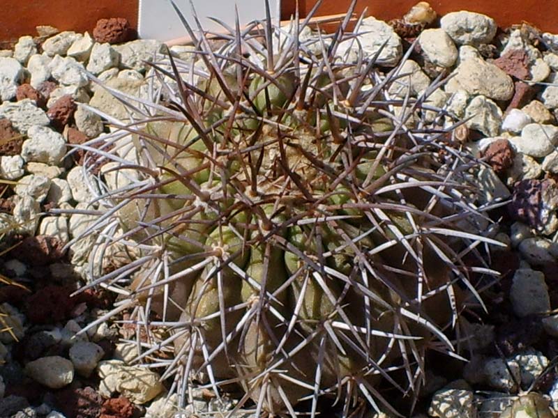 Copiapoa serpentisulcata 