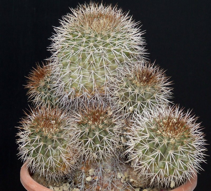 Copiapoa serpentisulcata 